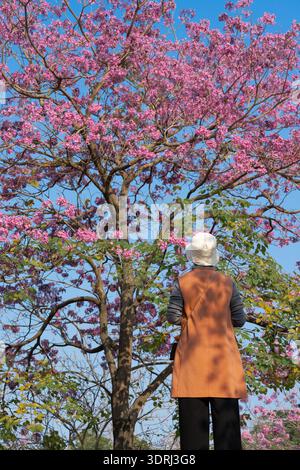 Ältere Frau im orangefarbenen Mantel, die unter einem rosa blühenden Baum vor blauem Himmel steht, Rückansicht, Naturszene im Freien Stockfoto