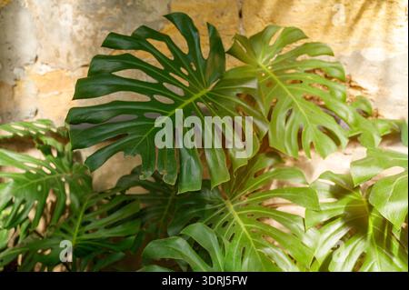 Große Monstera deliciosa-Blätter mit charakteristischen Löchern gegen eine rustikale Steinmauer. Konzept von trendigem tropischem Wohndekor und ikonischer exotischer Pflanze A Stockfoto