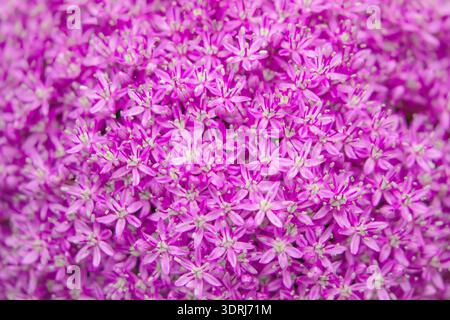 Gemischte bunte Blumen Hintergrund Stockfoto