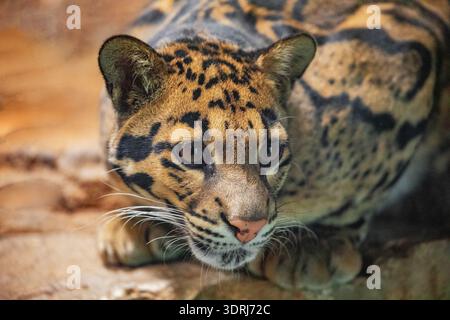 Wolkenkatze (Neofelis nebulosa) Stockfoto