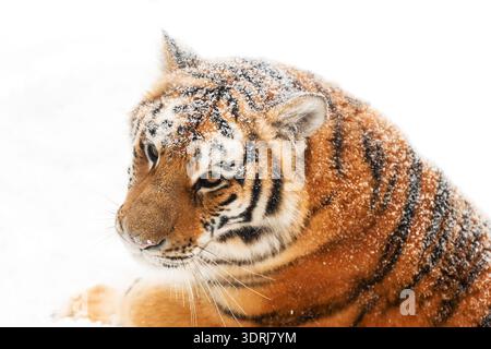 Nahaufnahme eines majestätischen sibirischen Tigers, bedeckt mit frischen Schneeflocken, liegt in einer weißen Winterlandschaft mit Blick zur Seite. Hochwertige Fotos Stockfoto