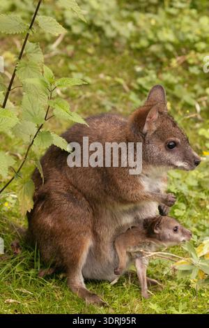 Bennetts Wallaby Macropus oder Notamacropus rufogriseus Stockfoto