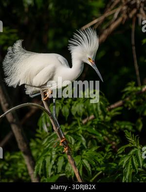 Schneebedeckter Reiher sitzt auf einem Zweig im Grünen. Stockfoto
