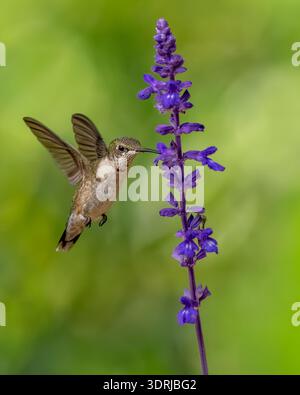 Kolibri sammelt Nektar im Garten. Stockfoto