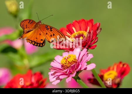 Golf Fritillary Schmetterling flattert zwischen Gartenblumen. Stockfoto