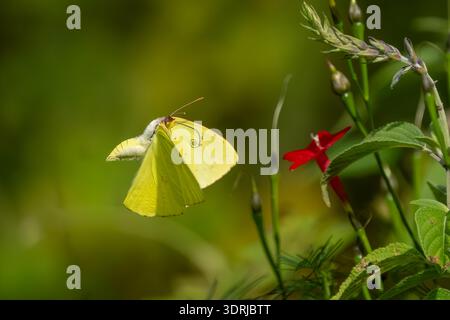 Ein trüber Schwefel flattert zwischen Gartenblumen. Stockfoto