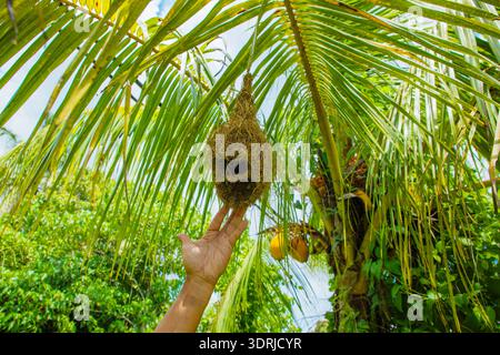 Baya Weber Vogel baut Nest auf Palmen. Stockfoto