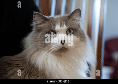 Nahaufnahme einer langhaarigen grauen und weißen Katze drinnen. Stockfoto