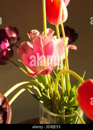Gelbe Tulpen mit natürlichem Licht und geringer Schärfentiefe gegen dunklen Hintergrund Stockfoto