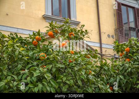 Reife Orangen auf einem Zitrusbaum in Palermo, Sizilien. Italienisches Obst, grünes Laub, vor einer blassgelben Gebäudefassade. Stockfoto