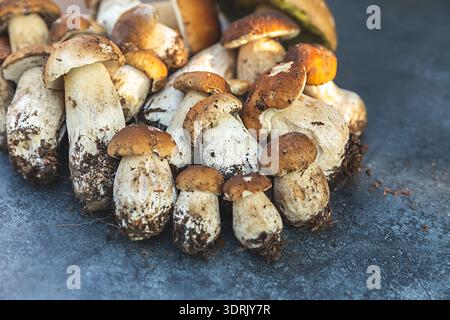 Herbstzusammensetzung. Rohe Speisepilze Penny Bun auf dunklem schwarzem Steinschiefer Hintergrund. CEPS über grauer Tabelle. Feinkost Stockfoto