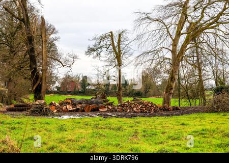 Sturm gefallener Baum, der auf dem Feld liegt, mit gehackten Holzstämmen neben umgestürzten Bäumen. Stockfoto