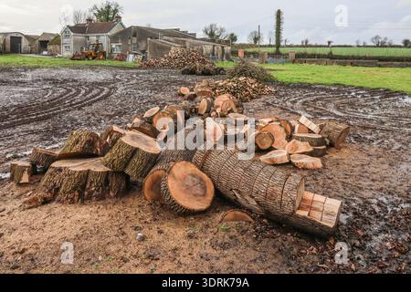 Fallbaum in Baumstämme gehackt mit Holzstämmen im Hintergrund auf nassüberflutetem Ackerland Nordirland Februar 2026. Stockfoto