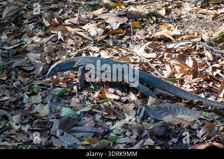 Malayischer Wassermonitor in den Botanischen Gärten von Singapur, Singapur Stockfoto