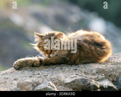 Eine entspannte Straßenkatze auf Gran Canaria liegt auf sonnengewärmten Felsen, deren gestreiftes Fell sich mit der natürlichen Umgebung verschmilzt. Stockfoto