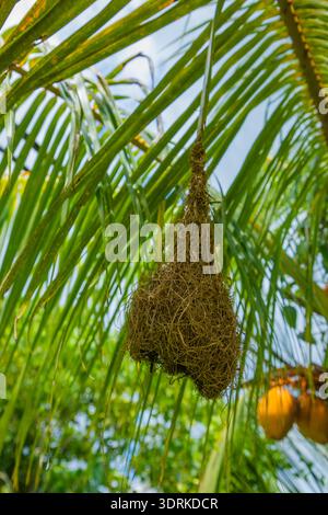 Baya Weber Vogel baut Nest auf Palmen. Stockfoto