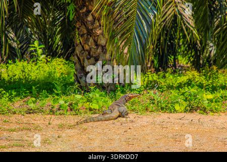 Asiatischer Wassermonitor Varanus salvator große Varanidenechse aus Asien Stockfoto