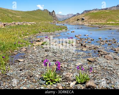 Alpenlandschaft in der Nähe des Telety-Passes in Kirgisistans Tian Shan-Bergen Stockfoto