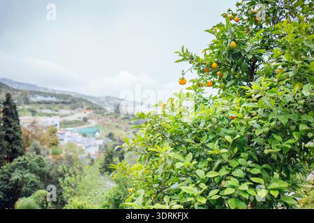 Üppig grüner Zitrusbaum mit Reifen Orangen steht deutlich vor einem bewölkten Himmel und zeigt lebhaftes Laub und eine ruhige Landschaft Stockfoto