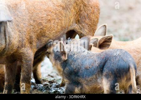 Wildschwein (Sus scrofa), Frischschwein, in Gefangenschaft gehalten, Niedersachsen, Deutschland, Europa Stockfoto