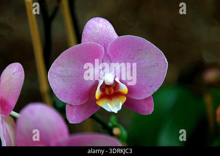 Nahaufnahme einer rosafarbenen Phalaenopsis-Orchidee in Blüte, mit leuchtenden Blütenblättern und einer detaillierten gelben und roten zentralen Labellum. Stockfoto