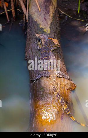Asiatischer Wassermonitor (Varanus salvator) schwimmt auf dem Fluss. Stockfoto
