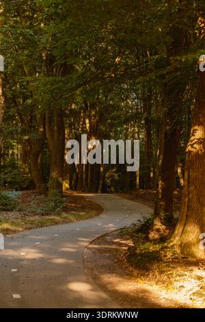 Gewundener Pfad durch die zauberhaften Herbstwälder von Speulderbos in Veluwe, Niederlande Stockfoto