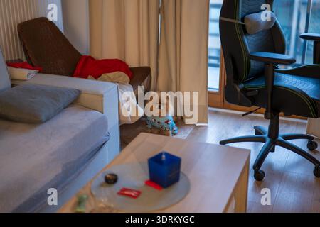 Ein pommerscher Schlafanzug in hellblauem Blau sitzt auf einem Teppich. Ein graues Sofa, ein Korbstuhl mit roten und beigefarbenen Decken und ein schwarzer Stuhl am Fenster erscheinen im Krieg Stockfoto