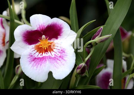 Eine lebendige Miltoniopsis-Orchidee, auch bekannt als Pansy-Orchidee, aus nächster Nähe mit weißen Blütenblättern mit markantem Magenta- und tiefviolettem Zentrum. Stockfoto
