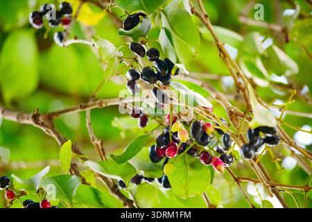 Ein Haufen roter und schwarzer jambolanischer Früchte aus biologischem Blut (Syzygium cumini) auf seinem Baum in Afrika. Gesunde, exotische Vegeta Stockfoto