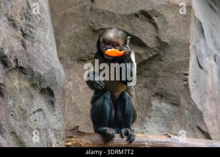 Weissgesichtige Kapuzineraffen, die im Zoo essen Stockfoto