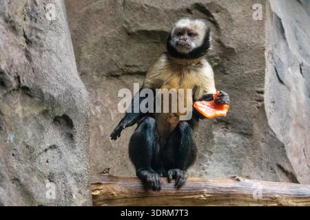 Weissgesichtige Kapuzineraffen, die im Zoo essen Stockfoto