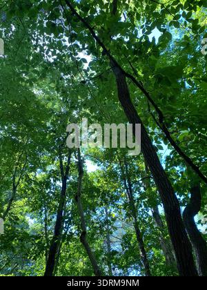A durch ein Walddach an einem schönen Tag Stockfoto