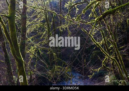Moosbedeckte Äste in einem Wald an der Küste von Oregon im Winter. Stockfoto