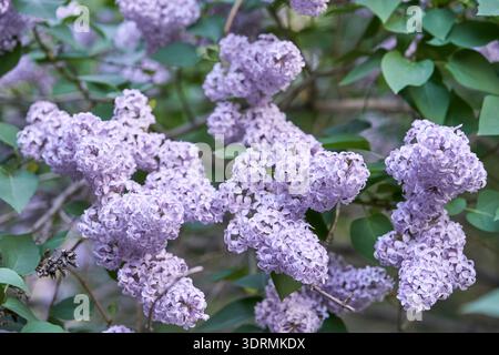 Leuchtende lila Flieder blühen im üppig grünen Garten und zeigen natürliche Schönheit Stockfoto
