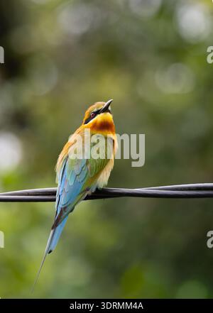 Alamy SEO Caption (149 Charaktere): Ein Blue-Tail-Bienenfresser (Merops philippinus) auf einer Stromleitung in Malaysia. Ich benutze den Draht als Jagdlook Stockfoto