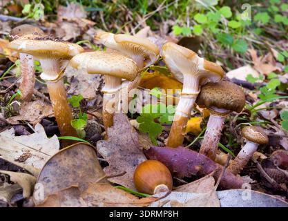 Armillaria mellea, allgemein bekannt als Honigpilz, ist ein Basidiomyzetenpilz der Gattung Armillaria. Schöner Speisepilz. Sardinien, Italien Stockfoto
