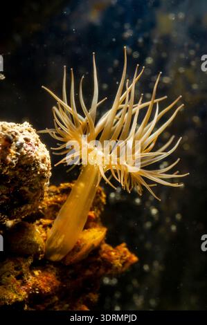 Meeranemone, Glassrose Anemones Aiptasia sp., Aiptasiidae Stockfoto