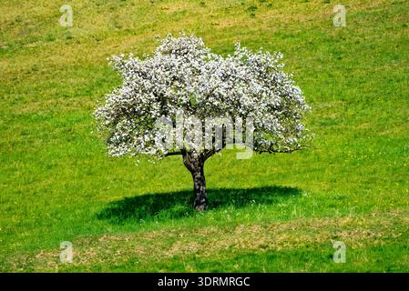 Einzelner, blühender Apfelbaum bei schönem, sonnigem Wetter auf einer grünen Wiese Stockfoto