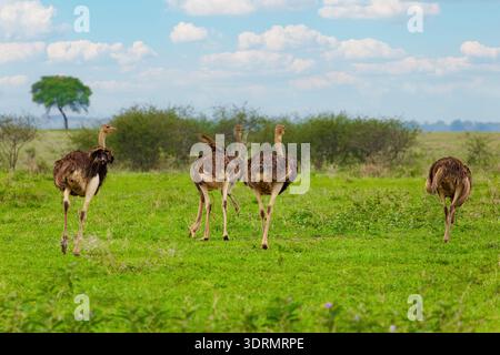 Strauß (Struthio camelus) oder einfach Strauß Stockfoto
