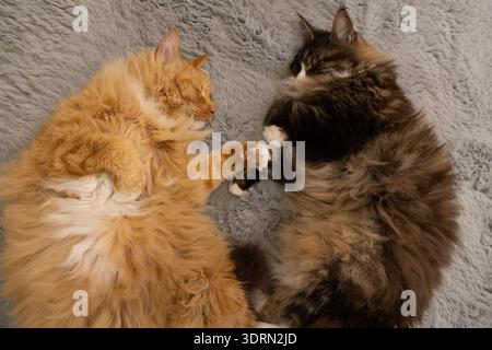 Zwei flauschige Katzen kuscheln sich in gemütlicher Umgebung auf einer weichen grauen Decke Stockfoto