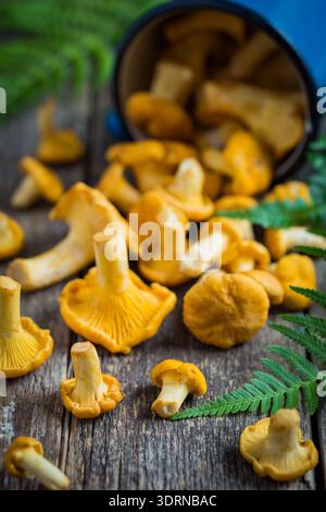 Pfifferling-Pilze auf hölzernem Hintergrund Stockfoto