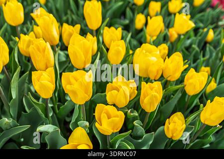 Leuchtend gelbe Tulpen blühen im Frühlingsgarten, einem lebendigen Blumenspektakel der Schönheit der Natur Stockfoto