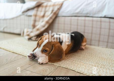 Lustiges Porträt niedlicher Hündchen-Beagle Indoor. Haustierhund ruht zu Hause aus. Hündchen drinnen im Wohnzimmer. Lustiger emotionaler Hund ha Stockfoto