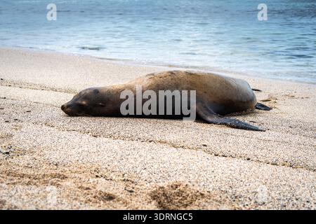 Seelöwen posieren am Playa Loberia Beach Stockfoto