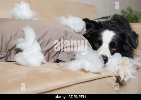Frecher, verspielter Hündchen-Border Collie nach dem unverschämten beißenden Kissen, das zu Hause auf der Couch liegt. Schuldiger Hund und zerstörtes lebendes Zimmer Stockfoto