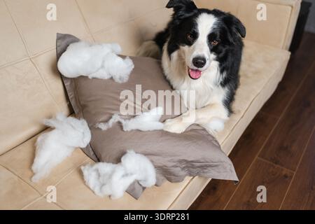 Frecher, verspielter Hündchen-Border Collie nach dem unverschämten beißenden Kissen, das zu Hause auf der Couch liegt. Schuldiger Hund und zerstörtes lebendes Zimmer Stockfoto
