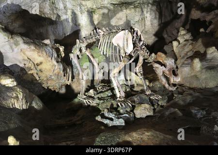 Bärenskelett, Baerenhoehle, Karlshehle, Erpfinger Hoehle, Stalaktitenhöhle, weißes Juraskalkgestein, Sonnenbuehl-Erpfingen, Schwäbische Alb, Baden Stockfoto