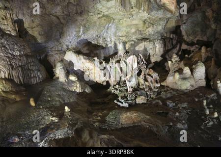 Bärenskelett, Baerenhoehle, Karlshehle, Erpfinger Hoehle, Stalaktitenhöhle, weißes Juraskalkgestein, Sonnenbuehl-Erpfingen, Schwäbische Alb, Baden Stockfoto