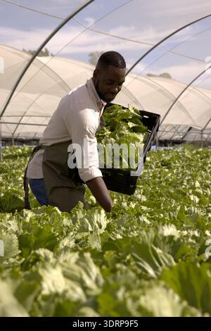Afroamerikaner erntet Salat im Gewächshaus und hält eine schwarze Plastikkiste. Gartenbau, nachhaltig FAR Stockfoto